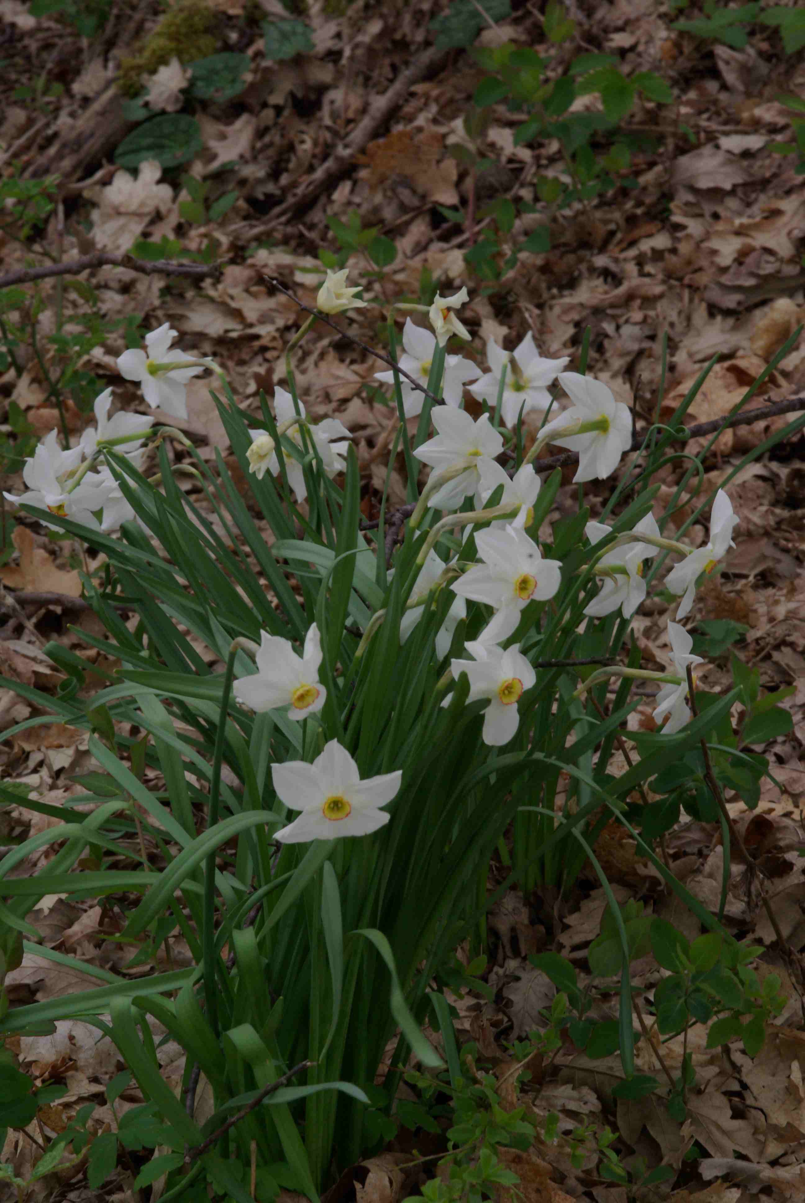 Narcissus poeticus / Narciso dei poeti